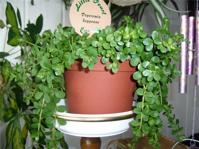 peperonia deppeane